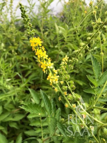 B223_agrimonia odorata